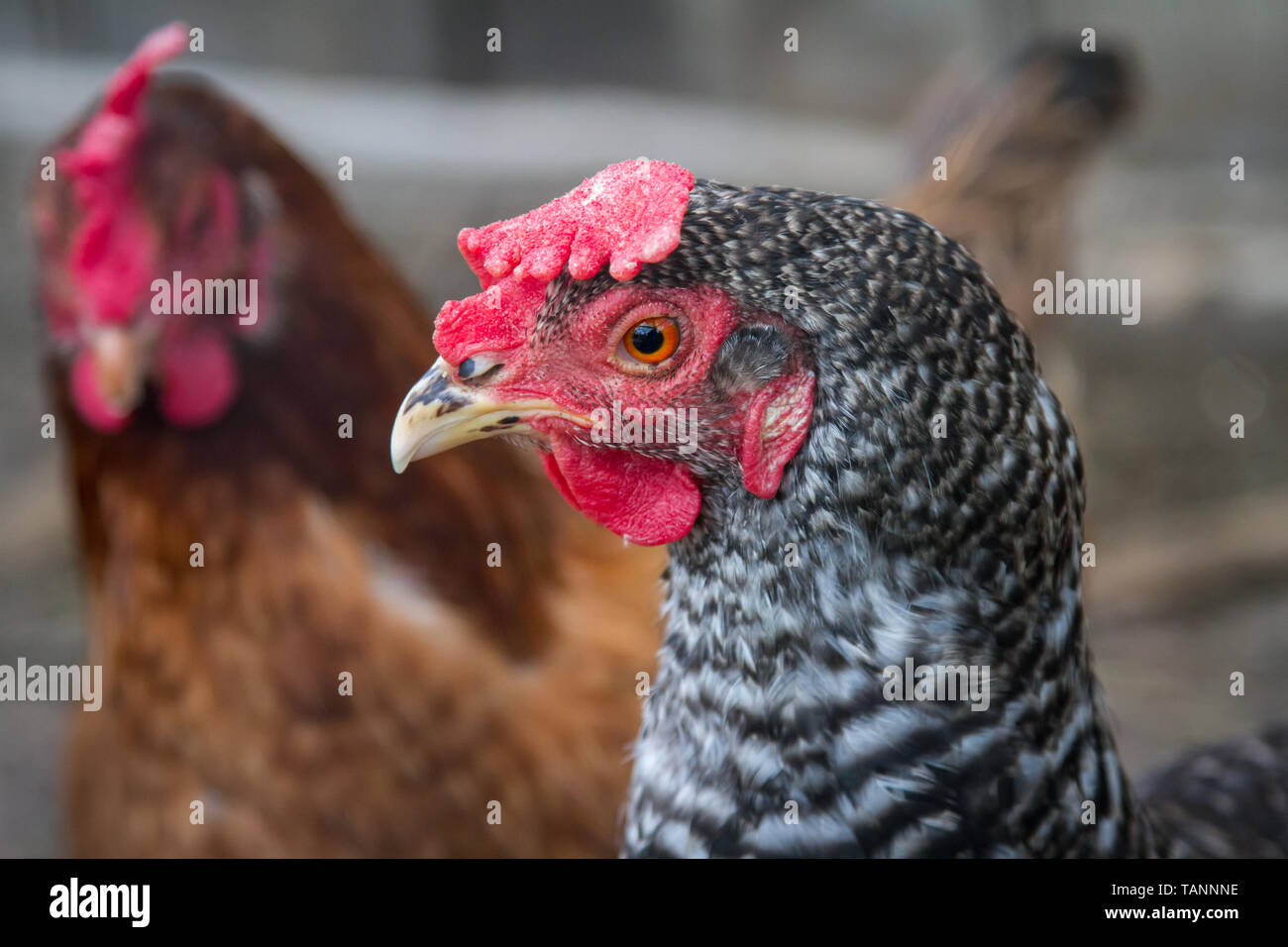 Free range pasqua egger gallina ibrido Foto Stock
