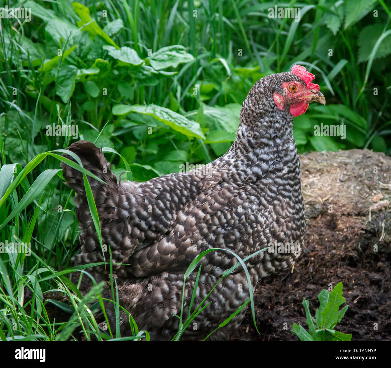 Free range pasqua egger gallina ibrida in Prato Foto Stock