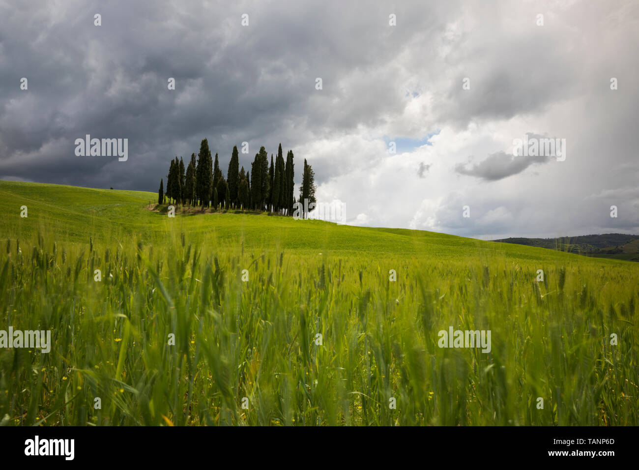 Intrico di cipressi nel campo di orzo sotto una tempesta cielo grigio, San Quirico d'Orcia, in provincia di Siena, Toscana, Italia, Europa Foto Stock