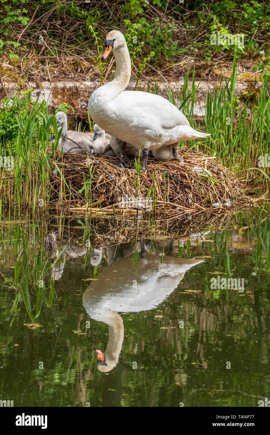 Cigni e goslings. Foto Stock