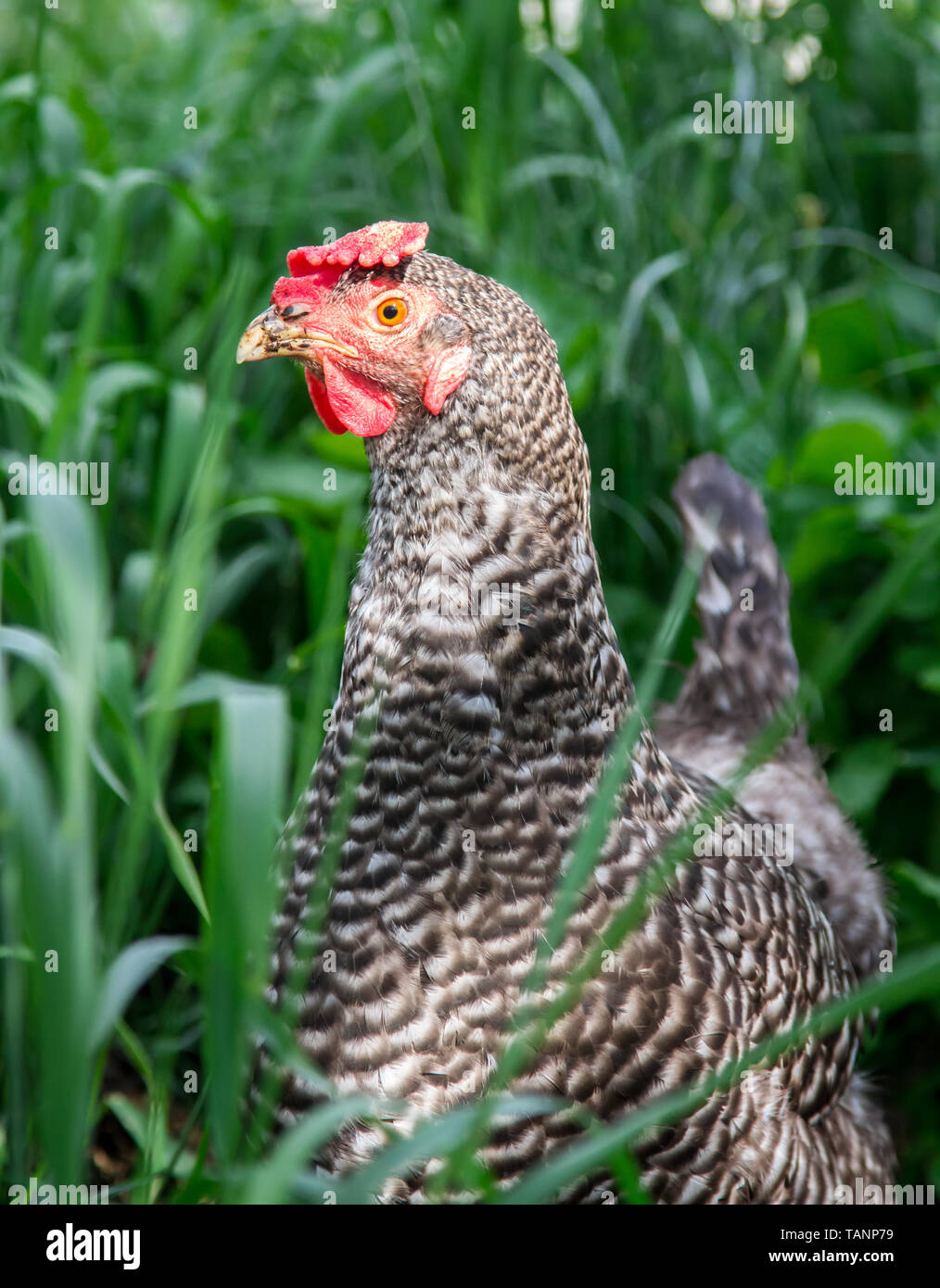 Free range pasqua egger gallina ibrida in Prato Foto Stock