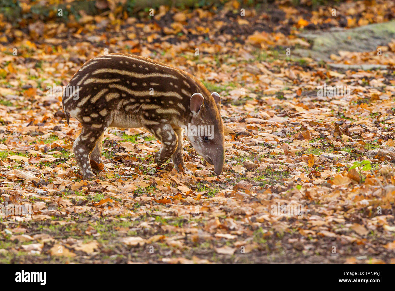 Sud Americana tapiro o tapiro brasiliano di vitello ( Tapirus terrestris ) camminando su di foglie cadute in cerca di cibo Foto Stock