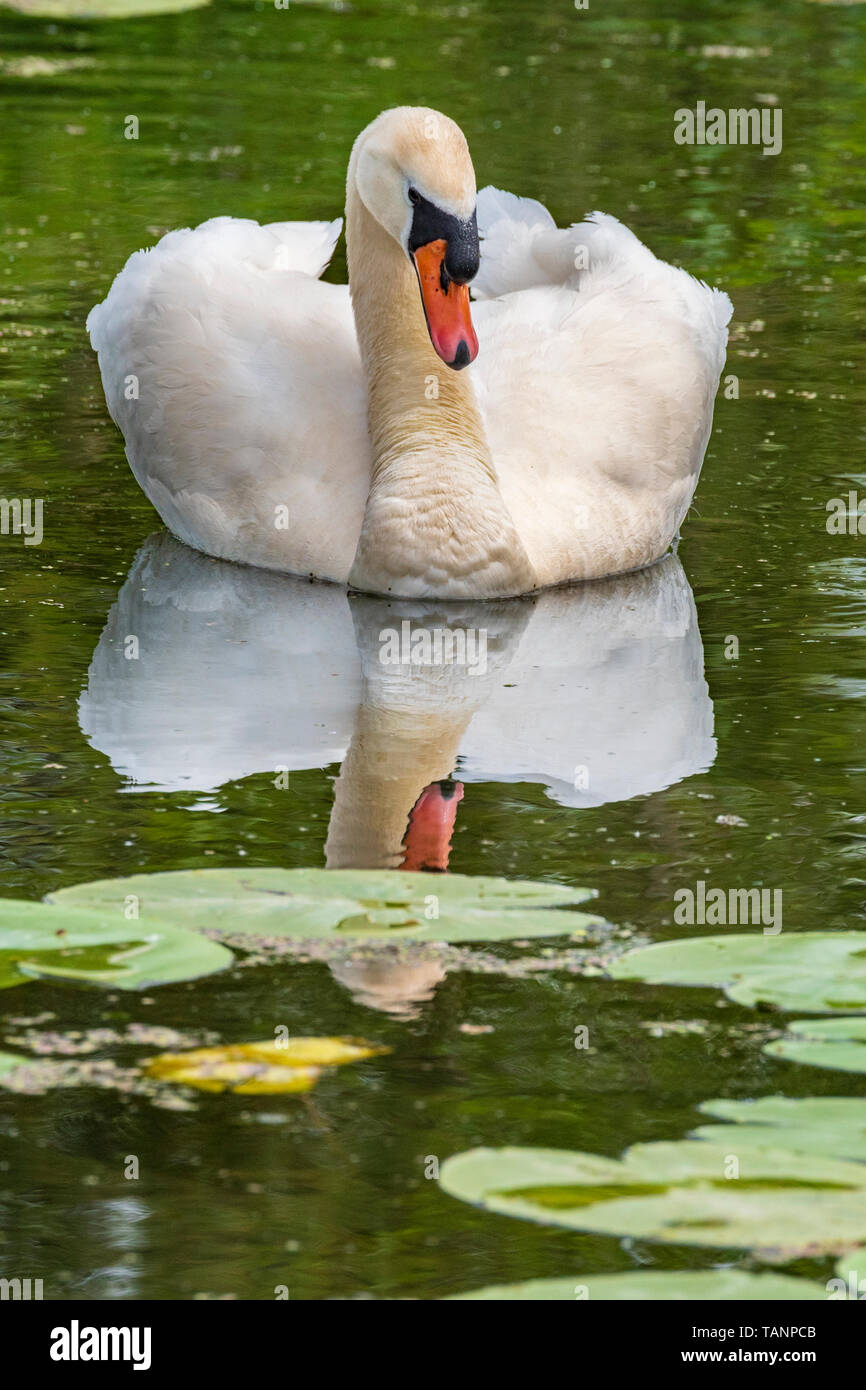 Cigno maschio, cob cigno Foto Stock