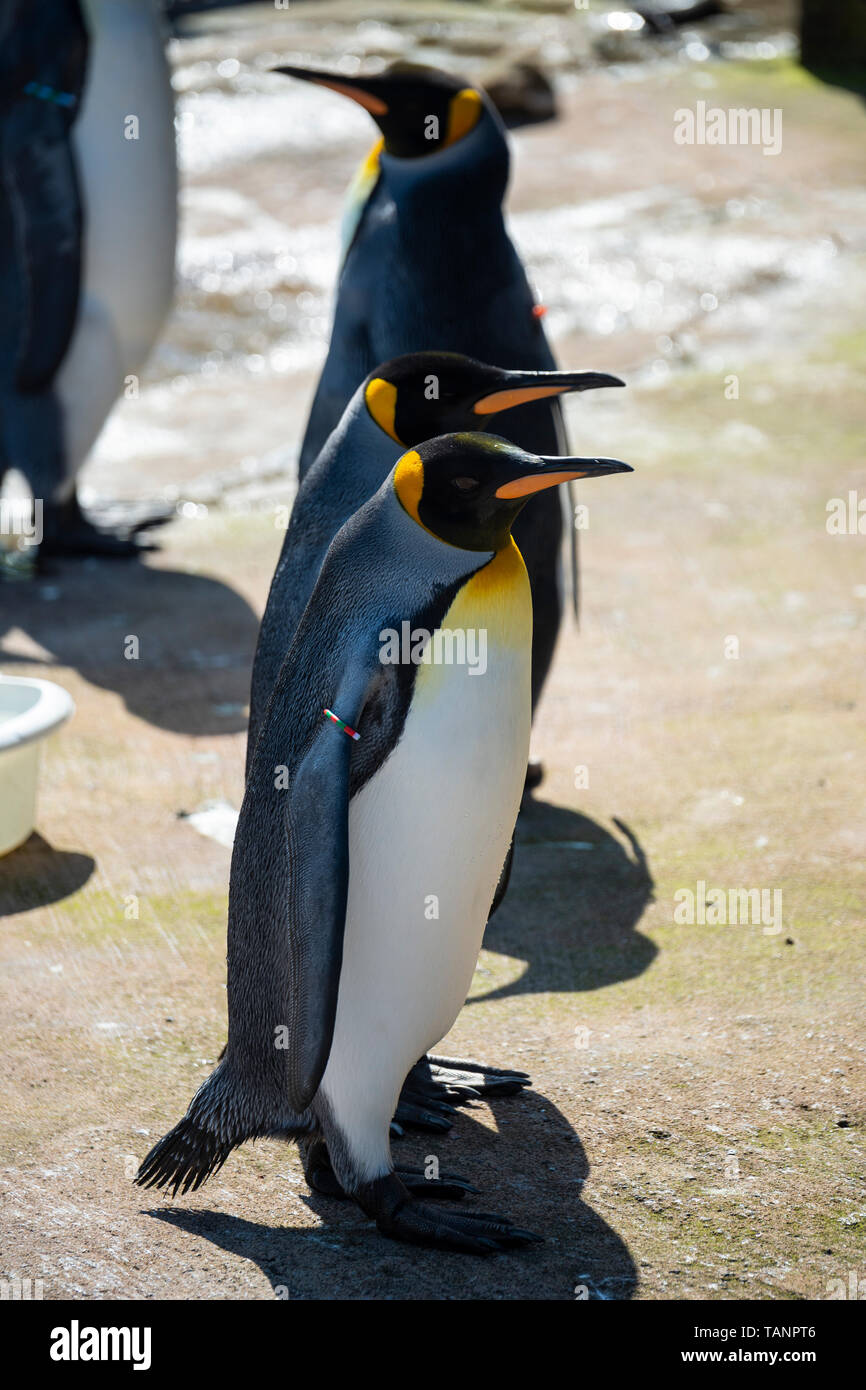 Corso di laurea gruppo di pinguini re (Aptenodytes patagonicus) nel contenitore dei pinguini presso lo Zoo di Edimburgo, Scozia, Regno Unito Foto Stock