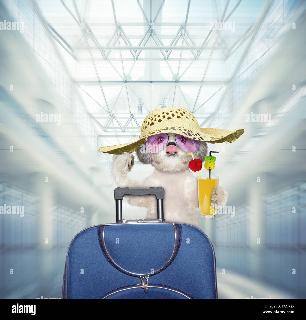 Cane Shitzu attende all'aeroporto con valigia blu Foto Stock