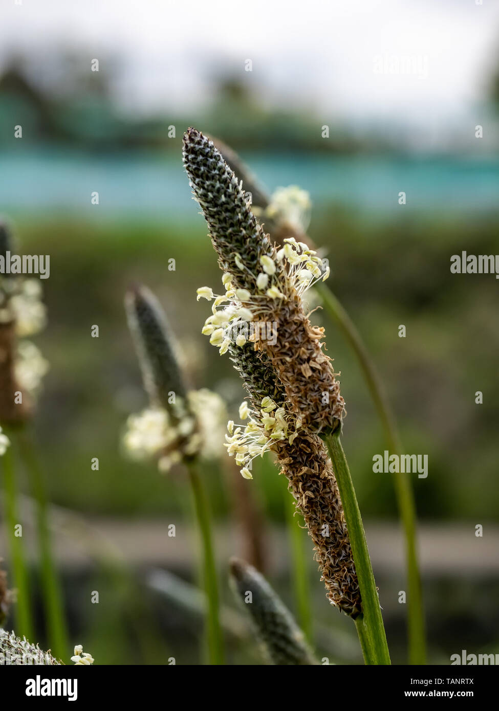 La Fioritura dei capi di ribwort platani, planzago lanceolata, fiorire lungo un fiume a Yokohama, Giappone. Foto Stock