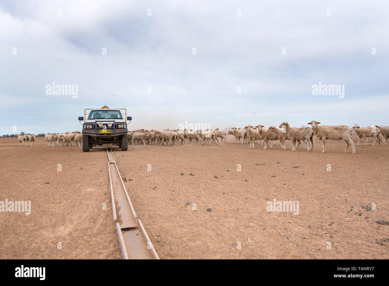 Maggio 2019 Burren Junction, Aust: gli agricoltori, Richard e Susie Marshall scaricare la granella in canali per alimentare ovini in una siccità che ha devastato il paddock Foto Stock