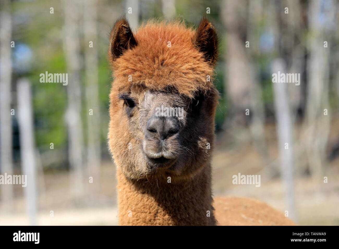 Close-up verticale di un marrone addomesticati alpaca, Vicugna pacos, guardando nella telecamera. Foto Stock