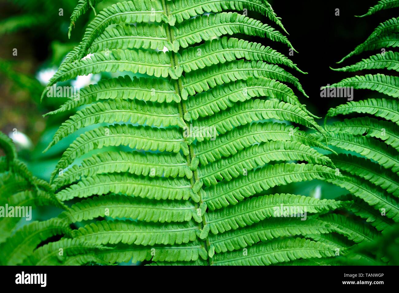 Farn im Wald ,pianta verde, Foto Stock