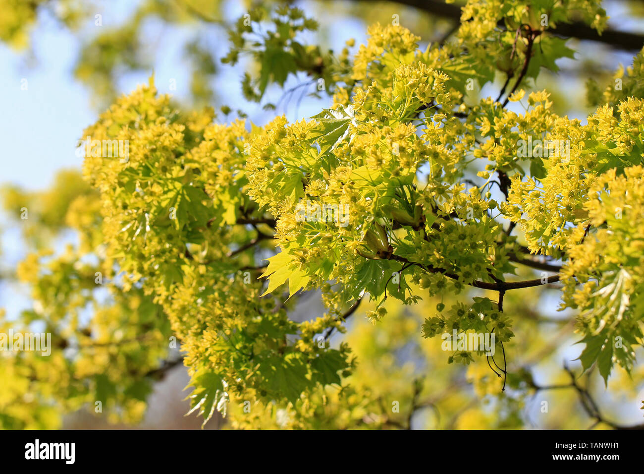 Fiori verdi e piccole foglie di acero in condizioni di luce solare intensa in una bella giornata di sole di primavera. Foto Stock