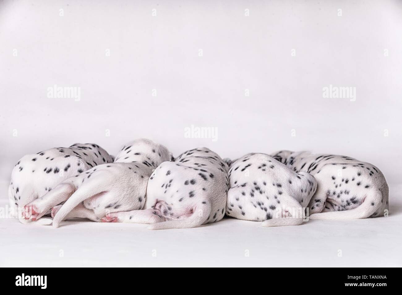 Cuccioli dalmata Foto Stock