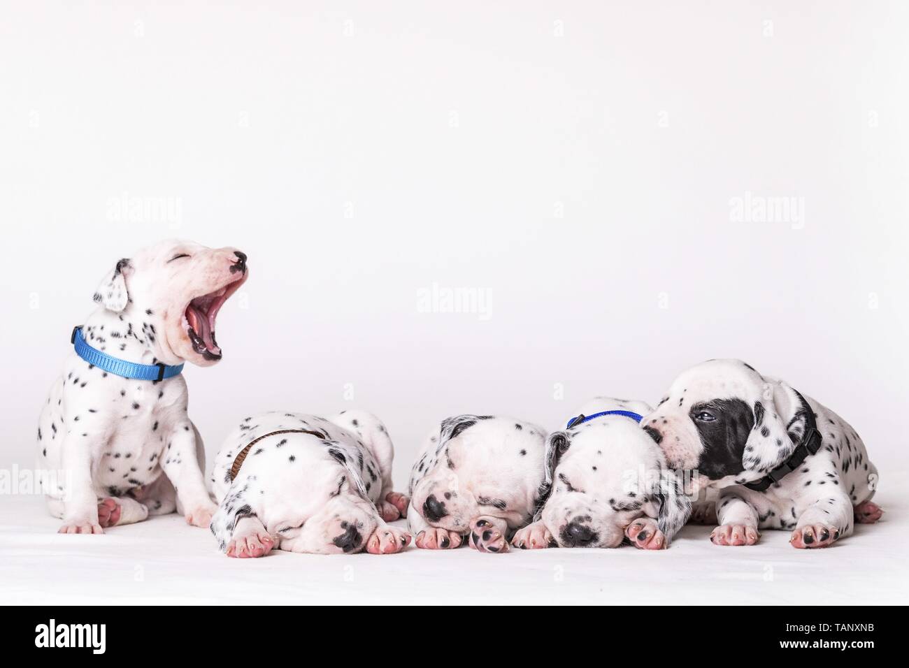 Cuccioli dalmata Foto Stock