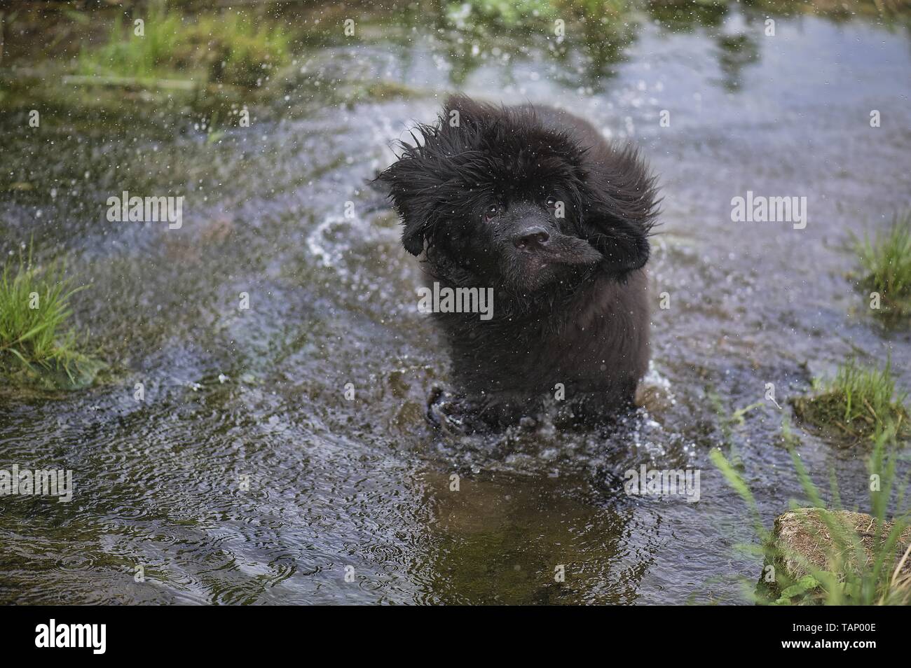 Terranova cane cucciolo Foto Stock