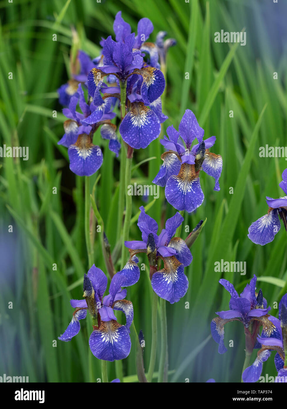 Siberian Iris (Iris sibirica) in frontiera di fiori Foto Stock