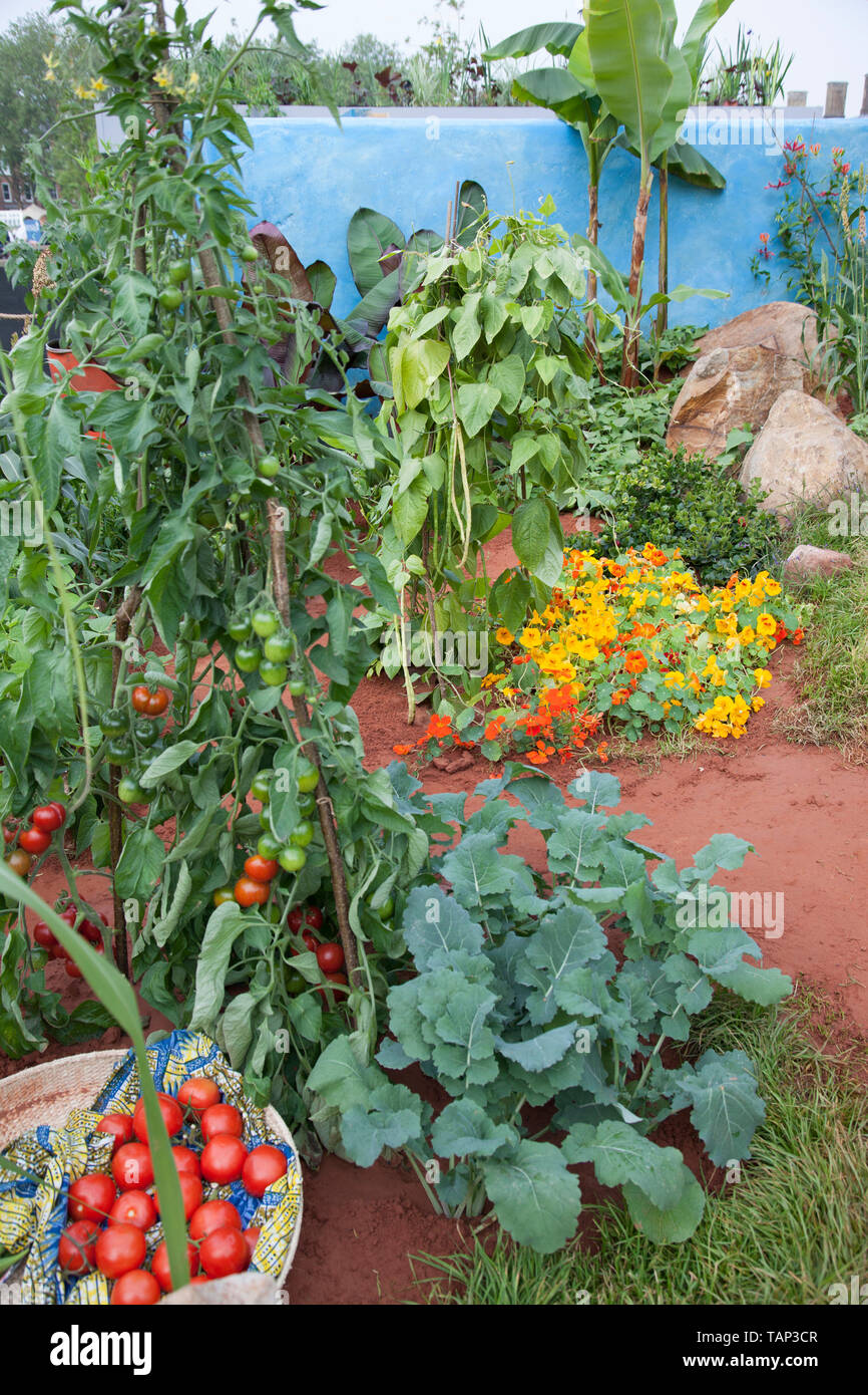 Camfed giardino, la ricreazione di un rurale dello Zimbabwe school garden, RHS Chelsea Flower Show 2019 Foto Stock