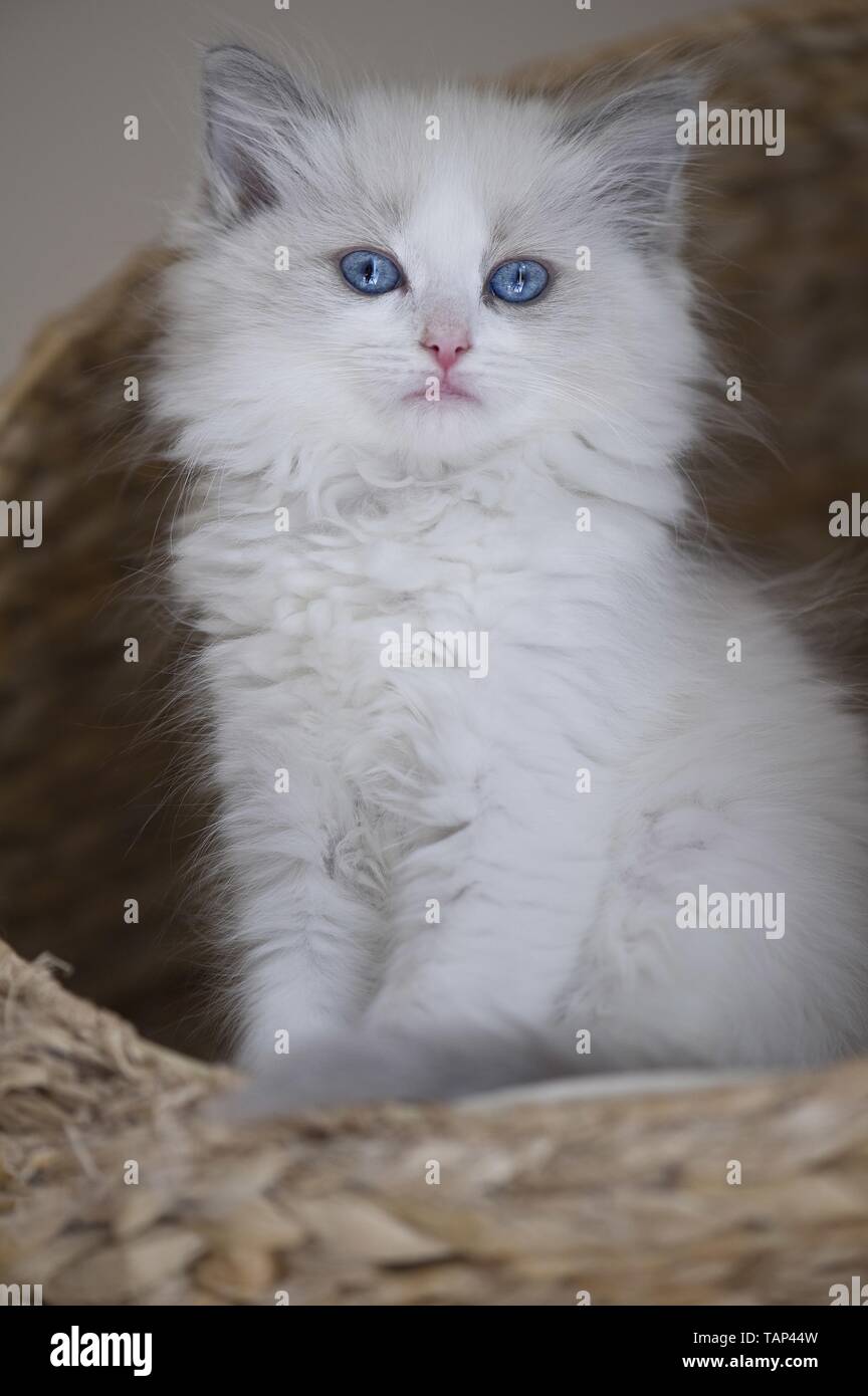 Gattino di Ragdoll Foto Stock