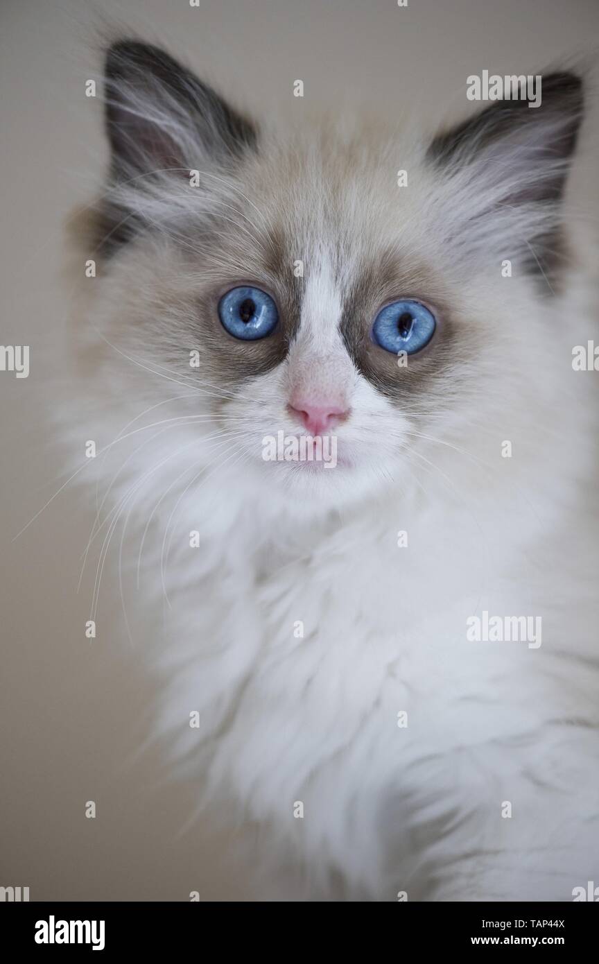 Gattino di Ragdoll Foto Stock