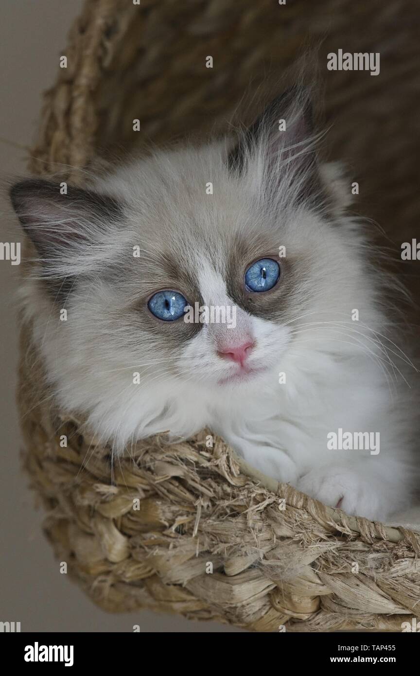 Gattino di Ragdoll Foto Stock