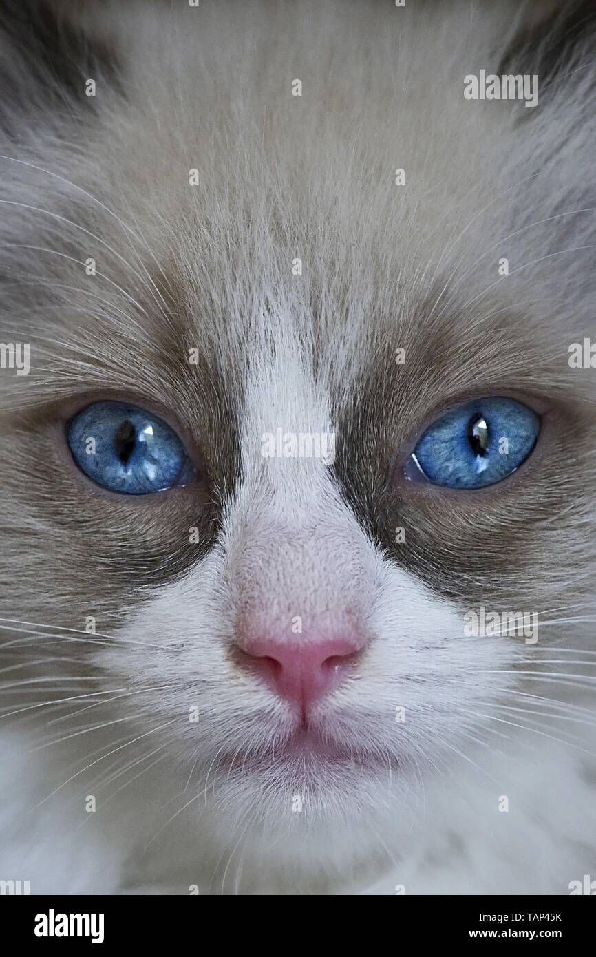 Gattino di Ragdoll Foto Stock