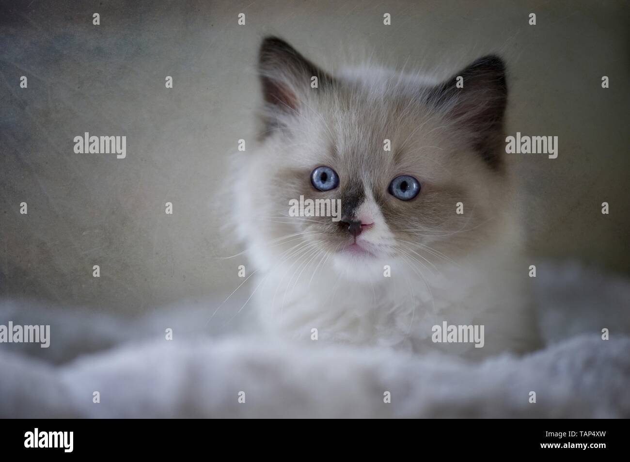 Gattino di Ragdoll Foto Stock