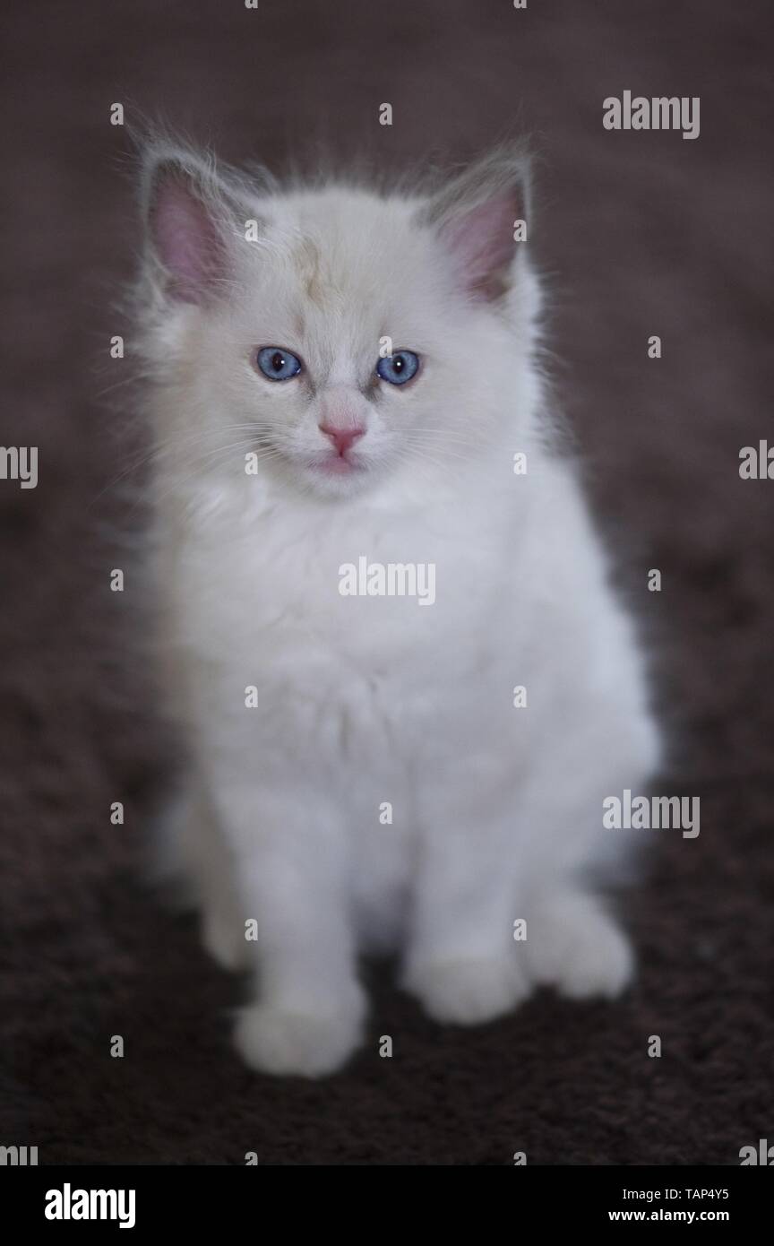 Gattino di Ragdoll Foto Stock