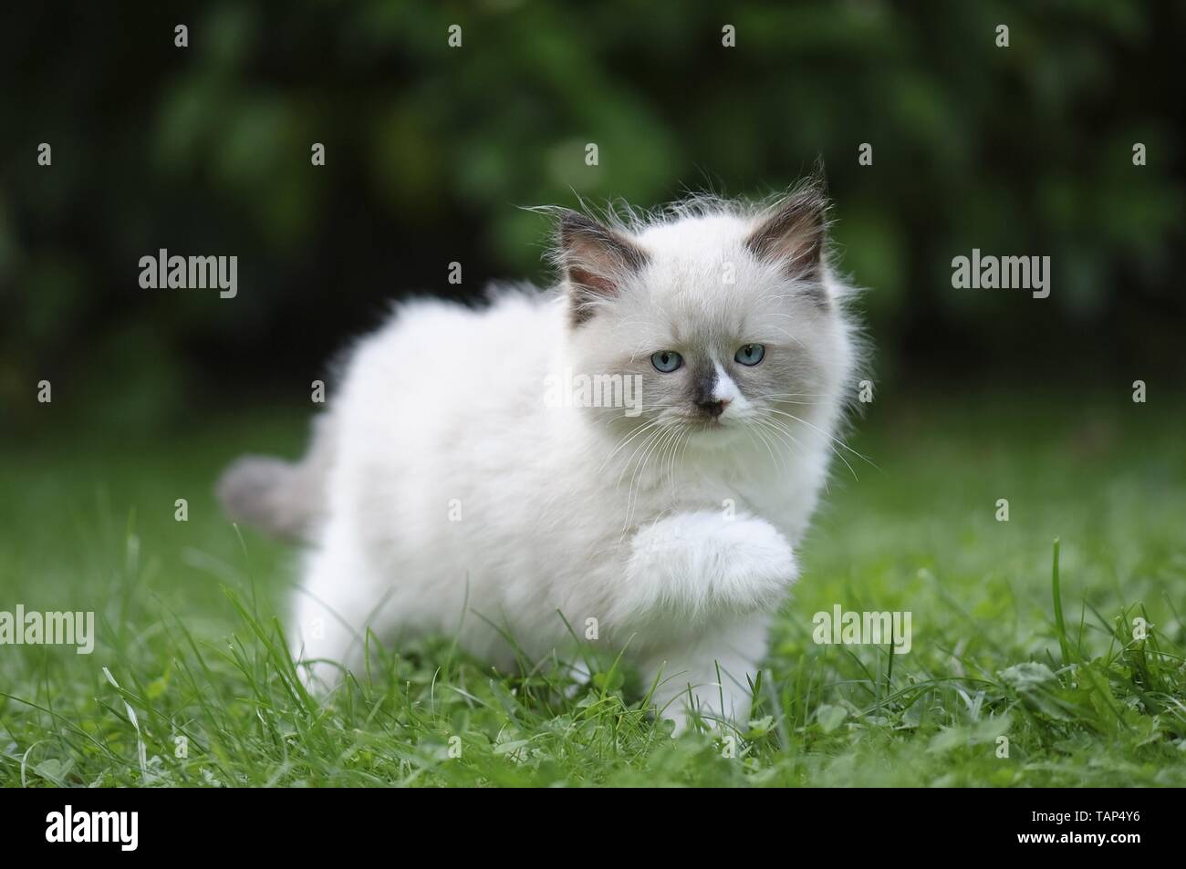 Gattino di Ragdoll Foto Stock