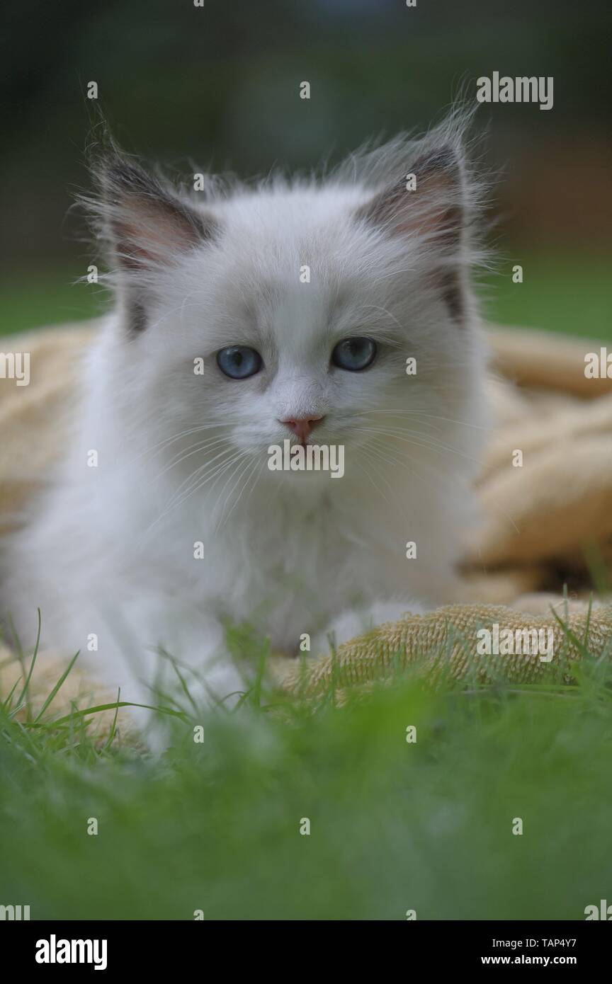 Gattino di Ragdoll Foto Stock