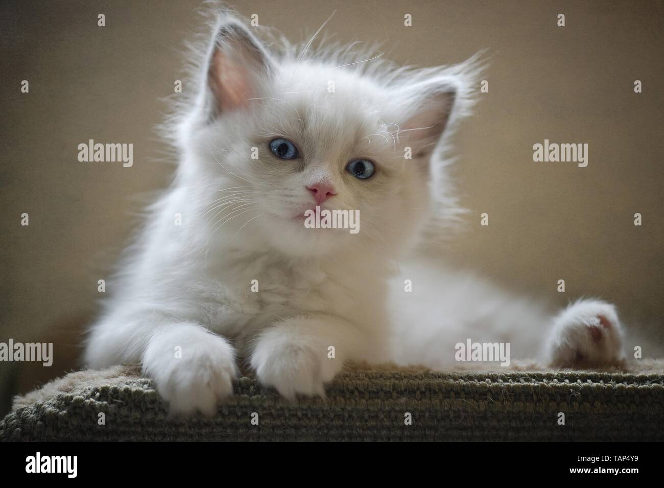 Gattino di Ragdoll Foto Stock