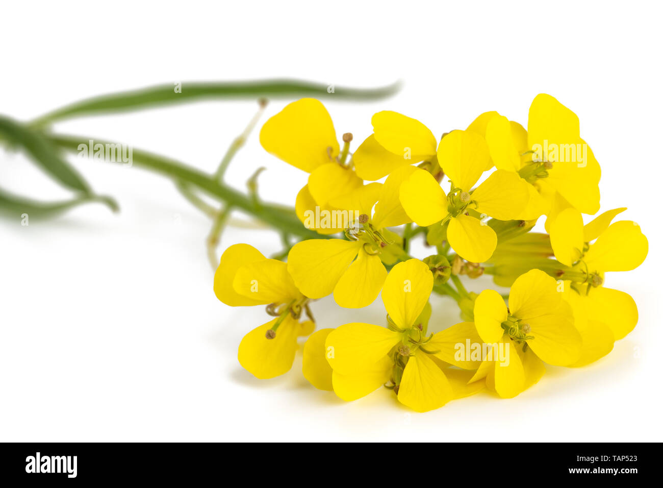 Fiori gialli isolati su sfondo bianco Foto Stock