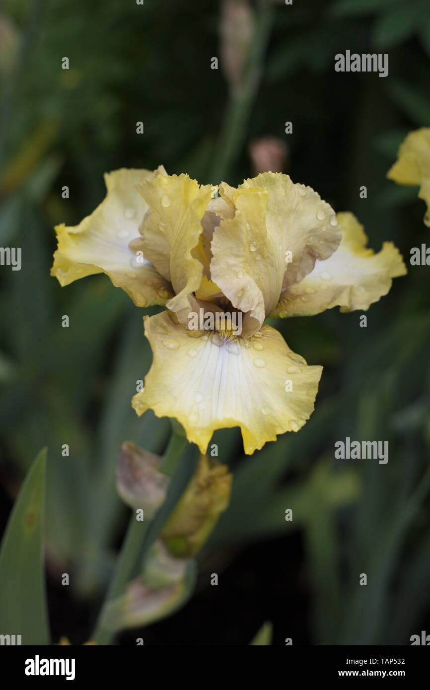 Iris 'County Cork" sul display in corrispondenza Schreiner dell'iride giardini in Salem, Oregon, Stati Uniti d'America. Foto Stock