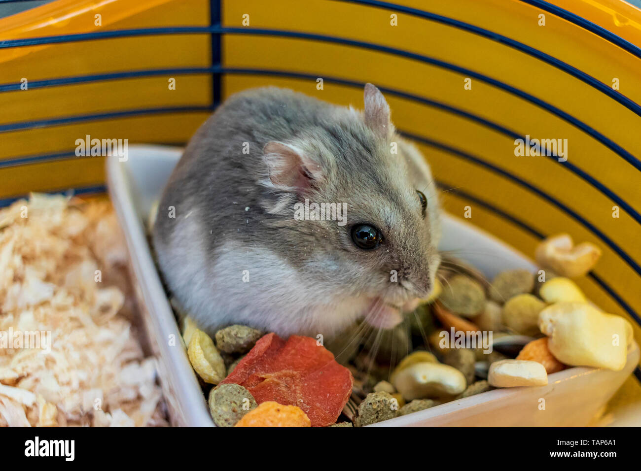 Un criceto dentro la sua gabbia seduto in una ciotola di cibo Foto stock -  Alamy