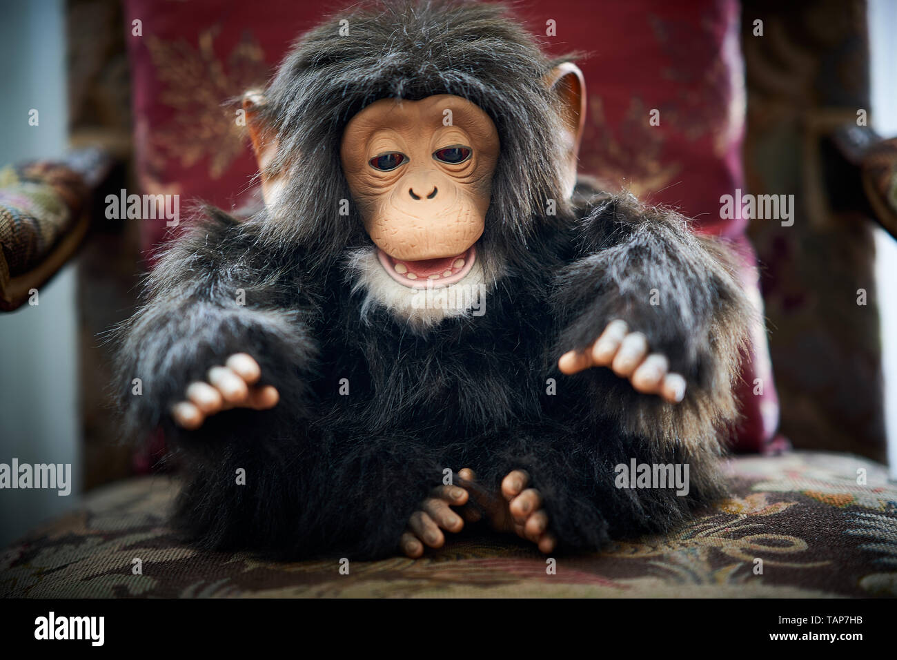 Scimpanzé giocattolo seduto su una sedia imbottita, ritratto ravvicinato di una bambola di peluche in un interno vintage. Foto Stock