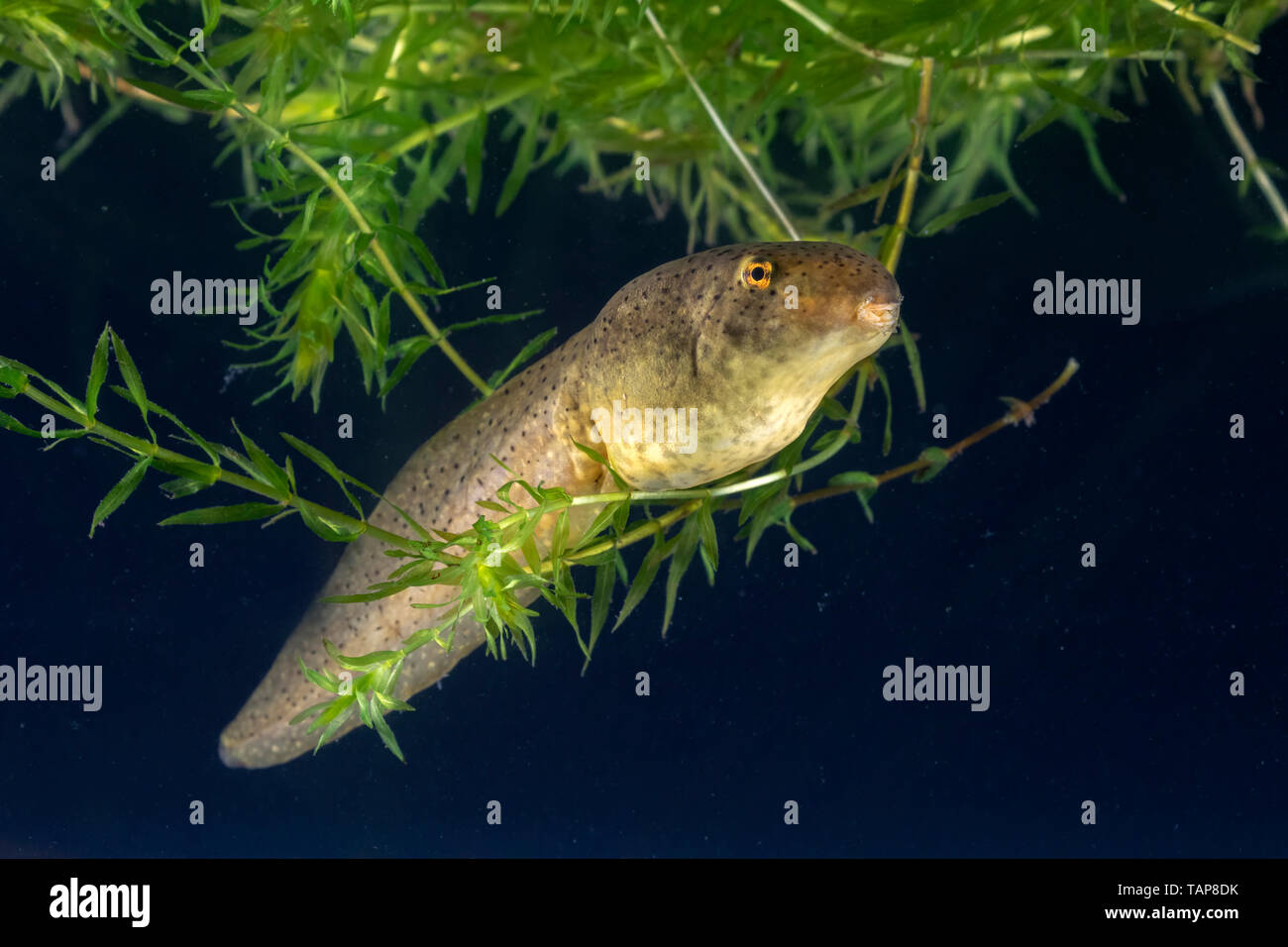 American bullfrog (Lithobates catesbeianus) girino sotto l'acqua, Iowa, USA Foto Stock