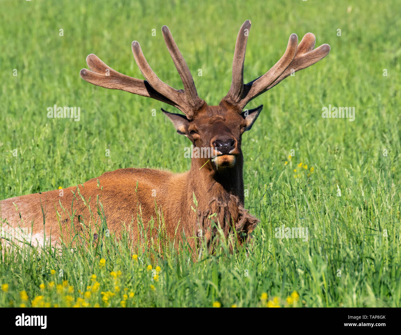 American elk (Cervus canadensis) maschio con crescente palchi sonnecchia in un prato, Iowa, USA. Foto Stock