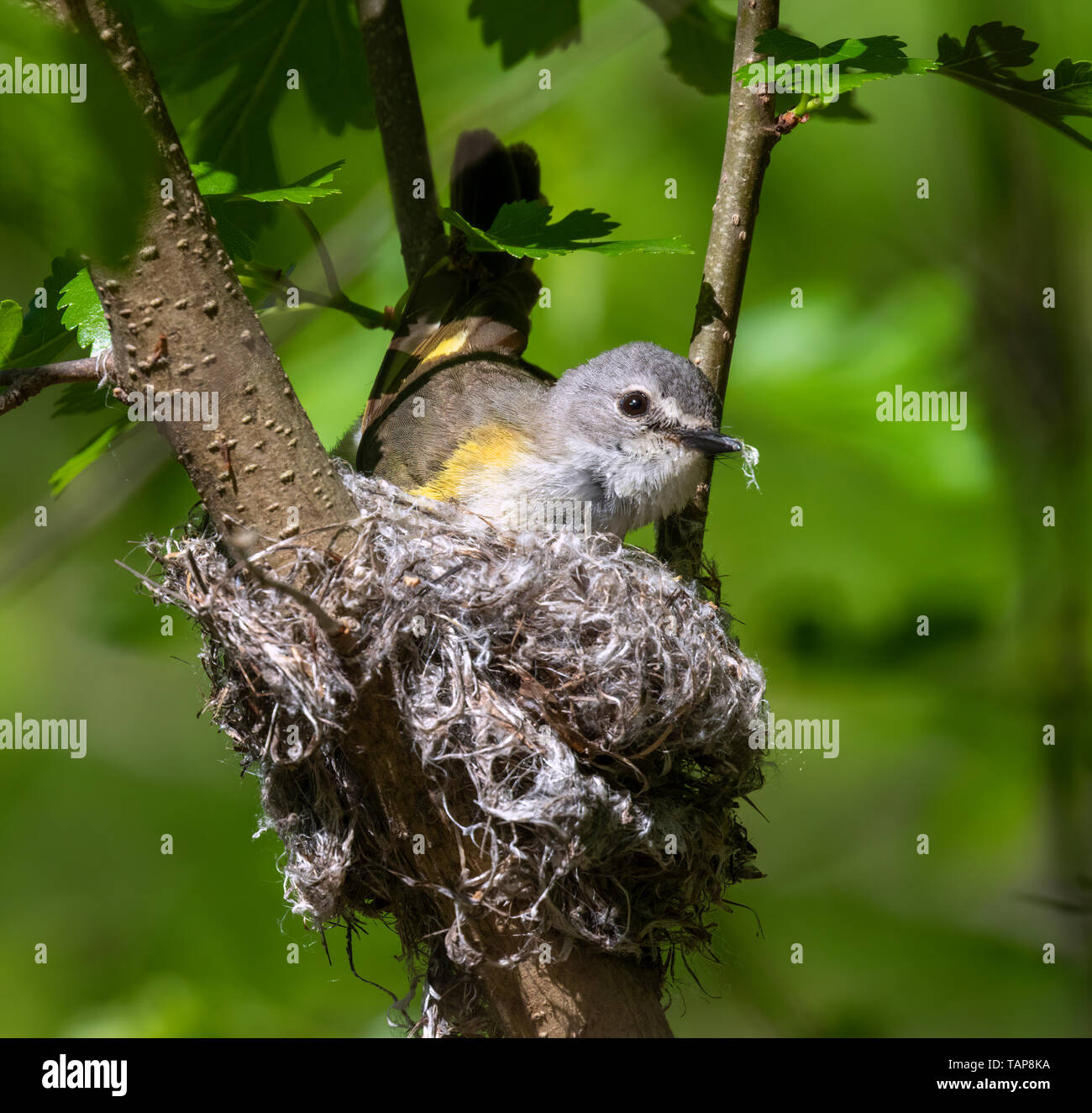 American redstart (Setophaga ruticilla) edificio femmina nido, Iowa, USA Foto Stock