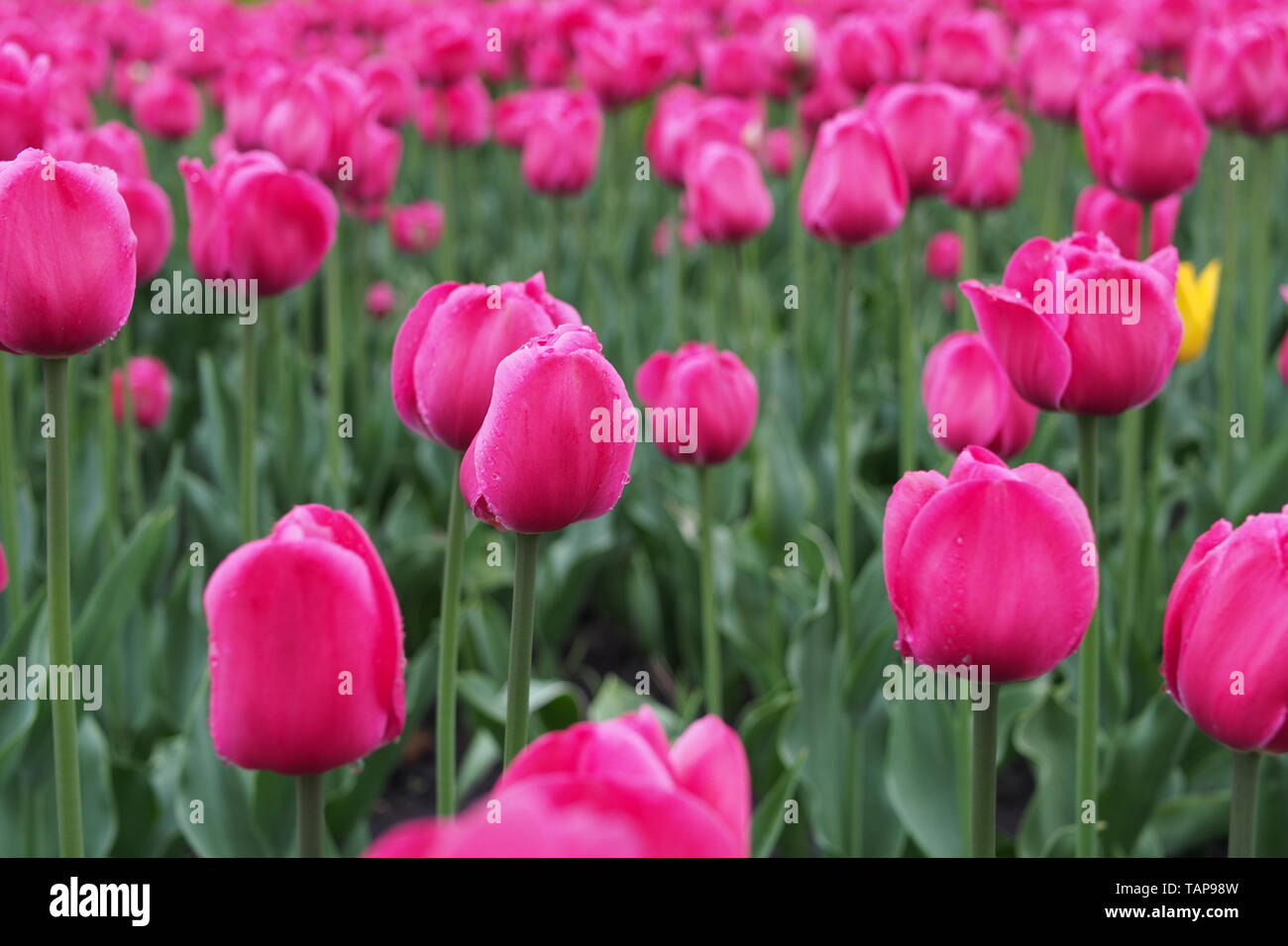 Tulipani rosa nella pioggia a 2019 Ottawa Tulip Festival, Dow's Lake, Ottawa, Ontario, Canada. Foto Stock