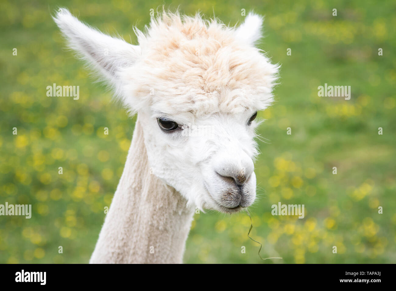Ritratto di testa di un bianco alpaca Foto Stock