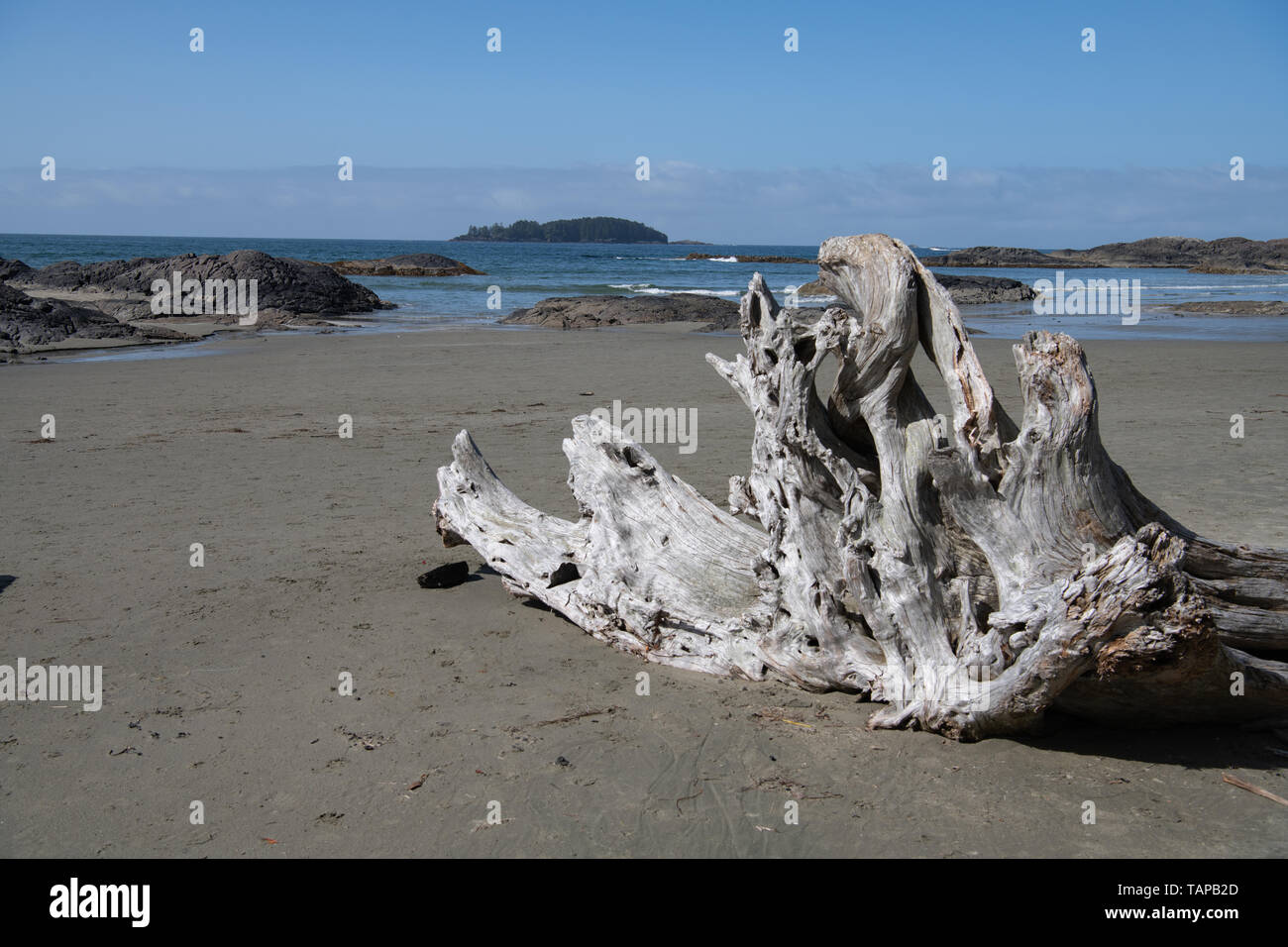 Legno di deriva scultoreo sulla spiaggia di Tofino, Isola di Vancouver, Columbia Britannica, Canada Foto Stock