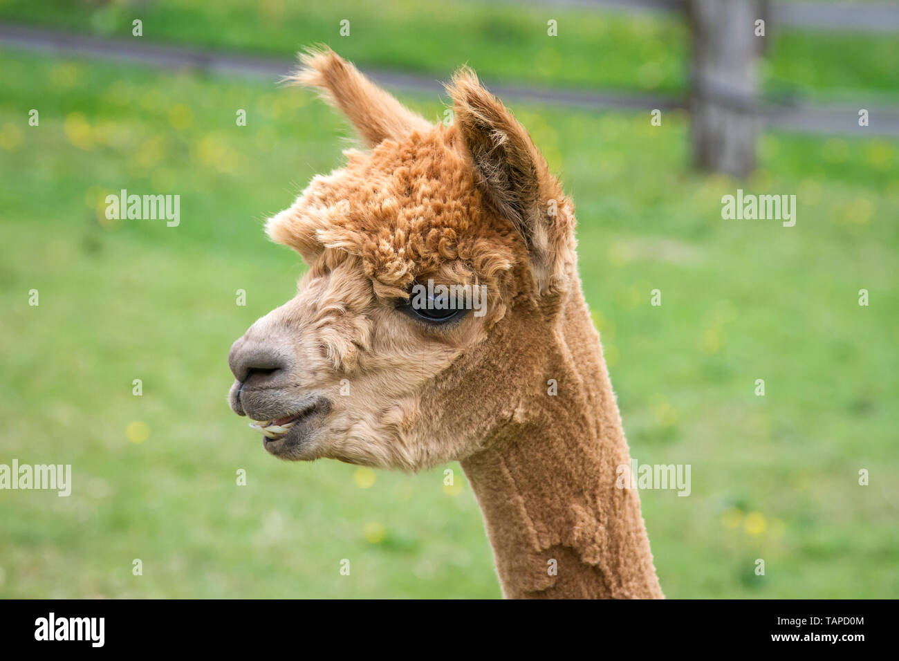 Ritratto di testa di un marrone alpaca Foto Stock