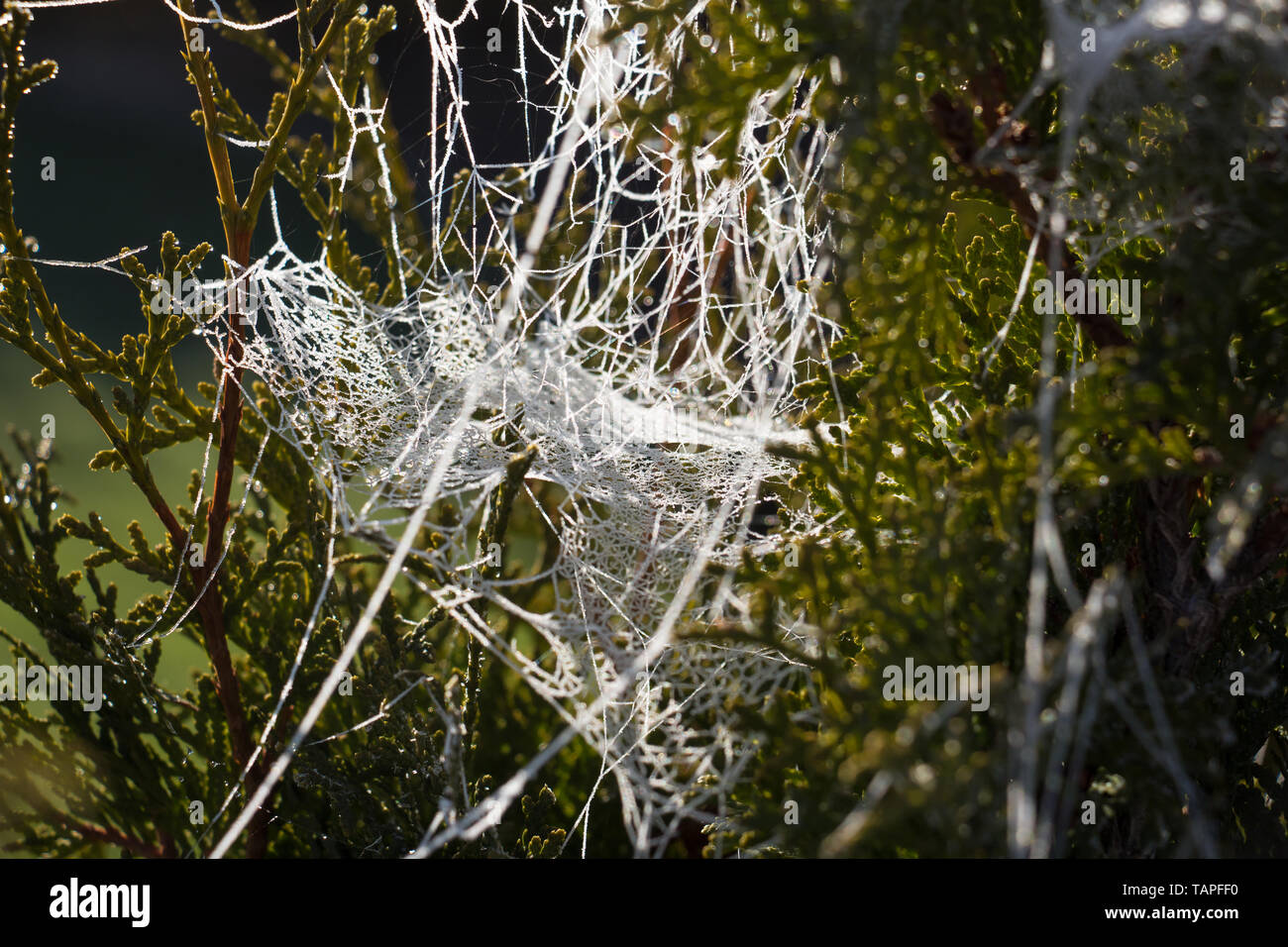 Congelati spider web in una thuja Foto Stock