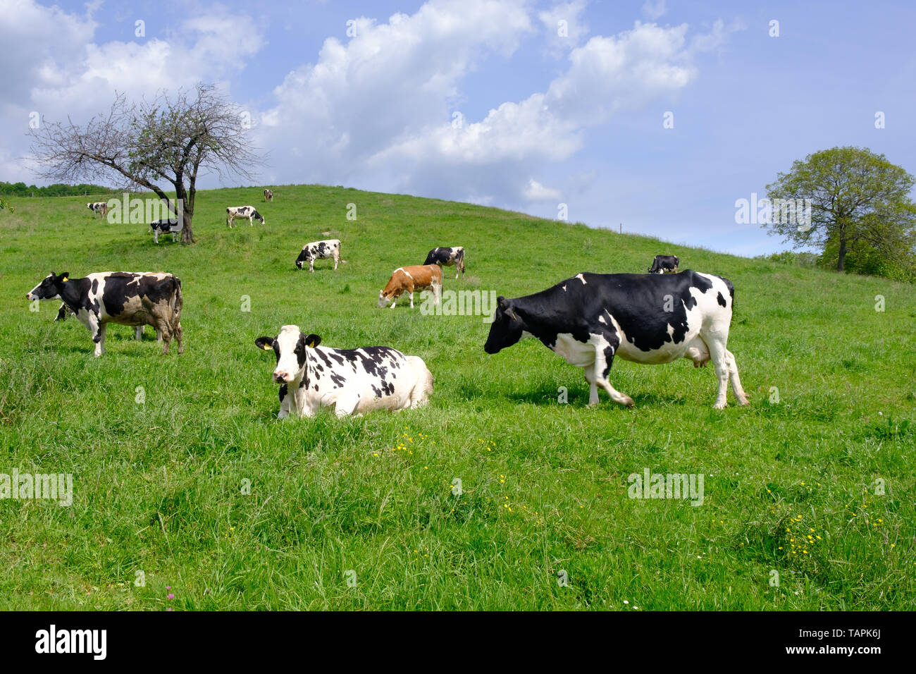 Le mucche al pascolo su terreni adibiti a pascolo, una mandria di nero e di bianco vacche miscelato con marrone e bovini bianchi, l'agricoltura, i latticini e il concetto di agricoltura, colori vibranti Foto Stock