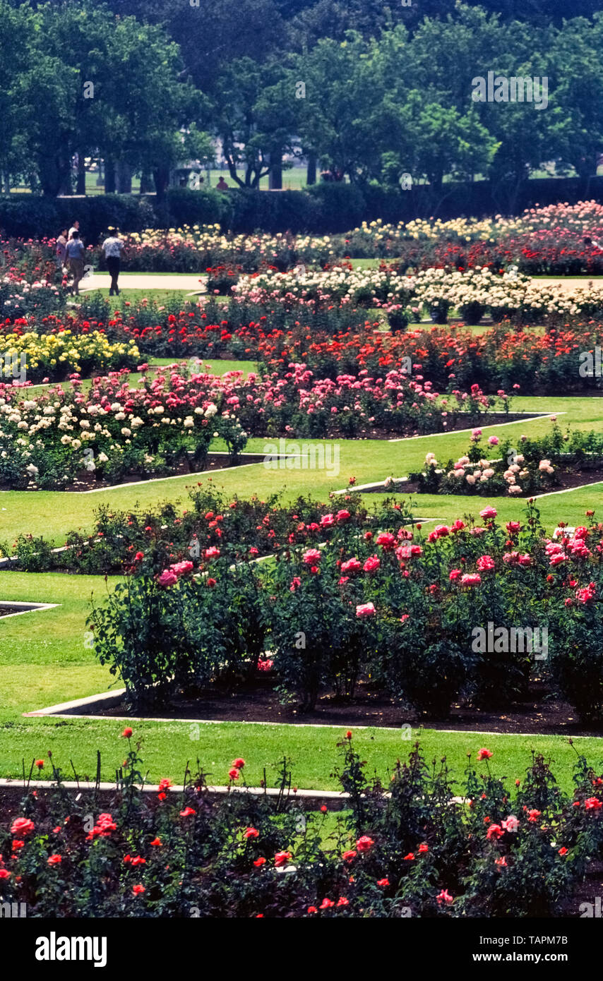Questo Giardino di Rose iniziò negli anni venti quando 15.000 cespugli di rose di 145 varietà sono stati piantati in Exposition Park a Los Angeles, California, USA. Oggi è una bellissima e tranquilla oasi nel cuore della metropoli. Il 7,5-acro (3 ettaro) giardino attira migliaia di visitatori ogni anno ed è stata protetta dallo sviluppo urbano essendo aggiunto per gli Stati Uniti Registro nazionale dei luoghi storici nel 1991. Il giardino è aperto al pubblico gratuitamente tranne quando è chiuso di anno in anno per manutenzione dal 1 gennaio al 15 marzo. Foto Stock