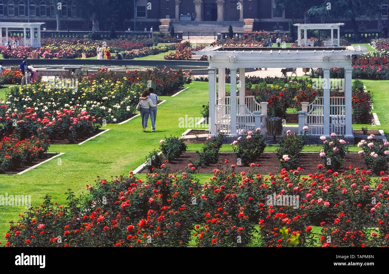 Questo Giardino di Rose iniziò negli anni venti quando 15.000 cespugli di rose di 145 varietà sono stati piantati in Exposition Park a Los Angeles, California, USA. Oggi è una bellissima e tranquilla oasi nel cuore della metropoli. Il 7,5-acro (3 ettaro) giardino attira migliaia di visitatori ogni anno ed è stata protetta dallo sviluppo urbano essendo aggiunto per gli Stati Uniti Registro nazionale dei luoghi storici nel 1991. Il giardino è aperto al pubblico gratuitamente tranne quando è chiuso di anno in anno per manutenzione dal 1 gennaio al 15 marzo. Foto Stock