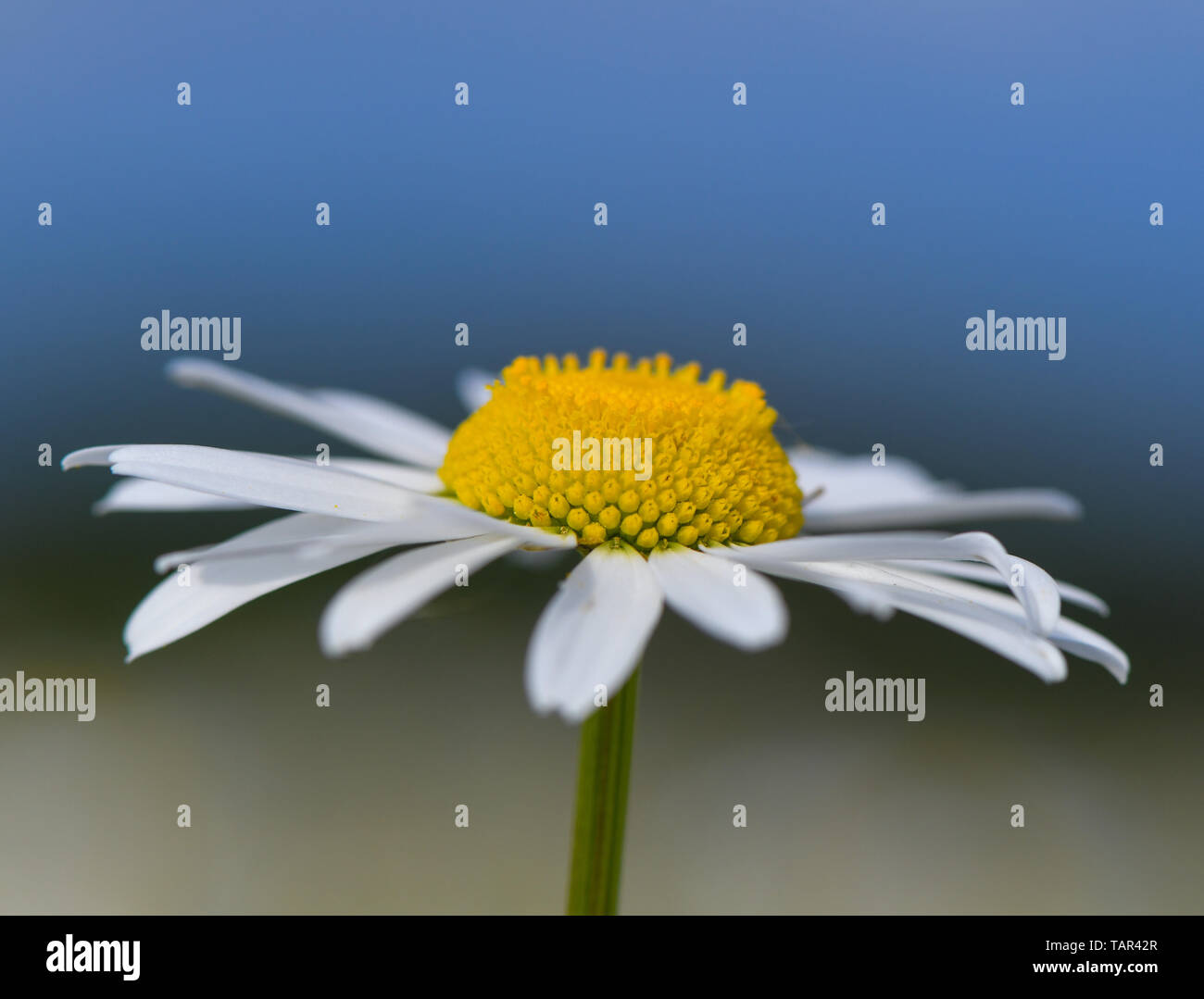 Jacobsdorf, Germania. 21 Maggio, 2019. Un prato magro margerite (Leucanthemum vulgare) blumi. La Marguerite era spesso chiamato anche fiori di Oracle in tempi passati. Credito: Patrick Pleul/dpa-Zentralbild/ZB/dpa/Alamy Live News Foto Stock