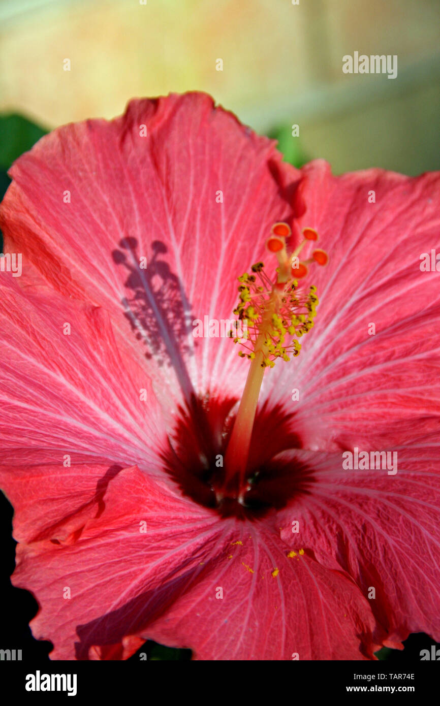 Hibiscus mattina Foto Stock