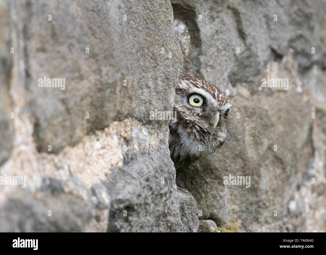 Civetta (Athene noctua) nella bocchetta a lancia nel muro di pietra, Regno Unito Foto Stock