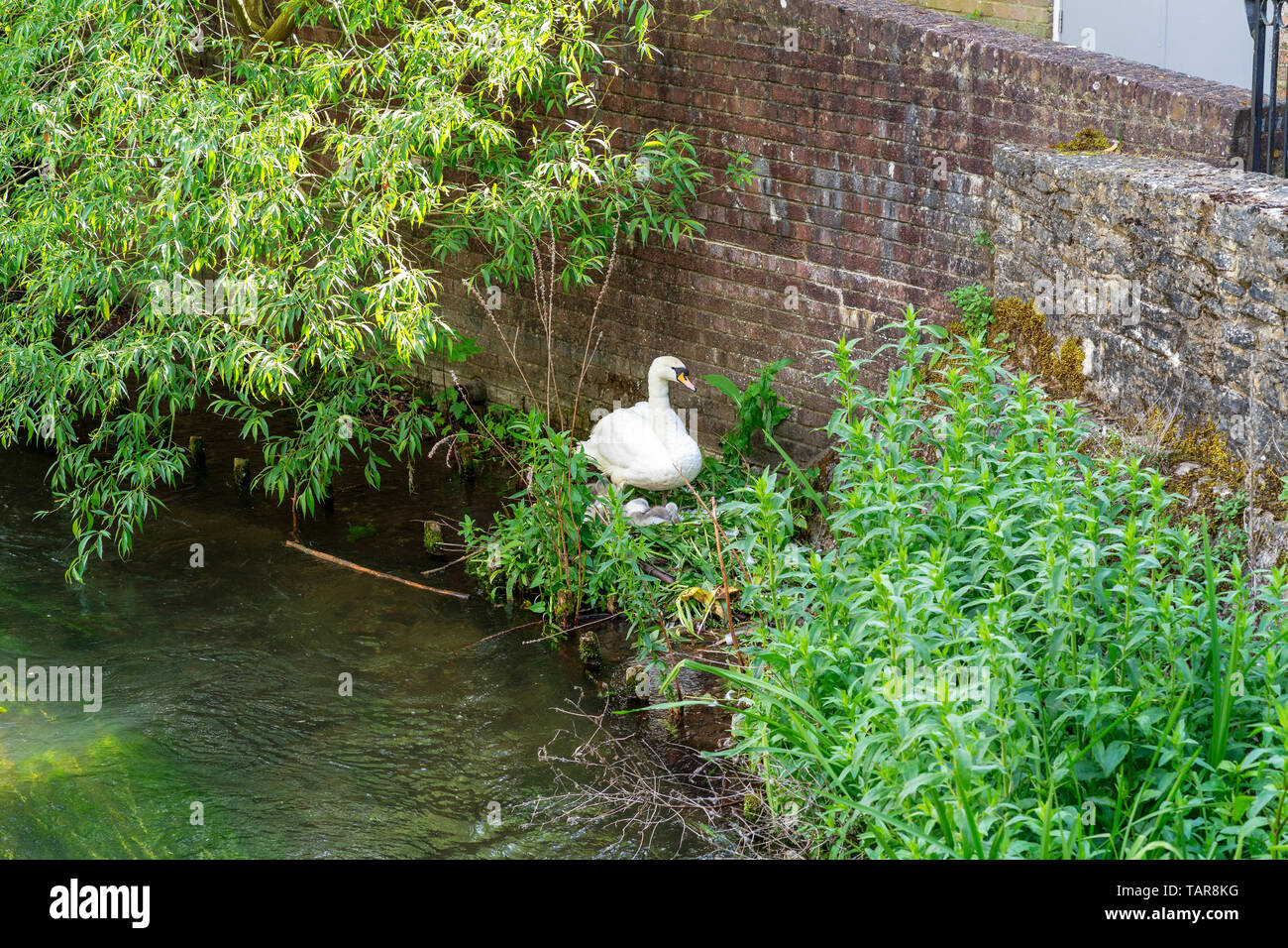 Swan con Cygnets nidificazione al di sotto di un muro di mattoni accanto al fiume Avon a Salisbury Regno Unito Foto Stock