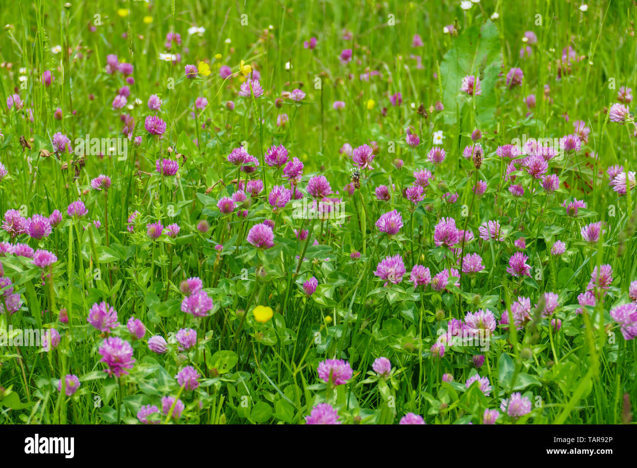 Roter Wiesen Klee Pflanze, mit lila, violett farbener Blüte und grünen Blättern, auf der Wiese Foto Stock