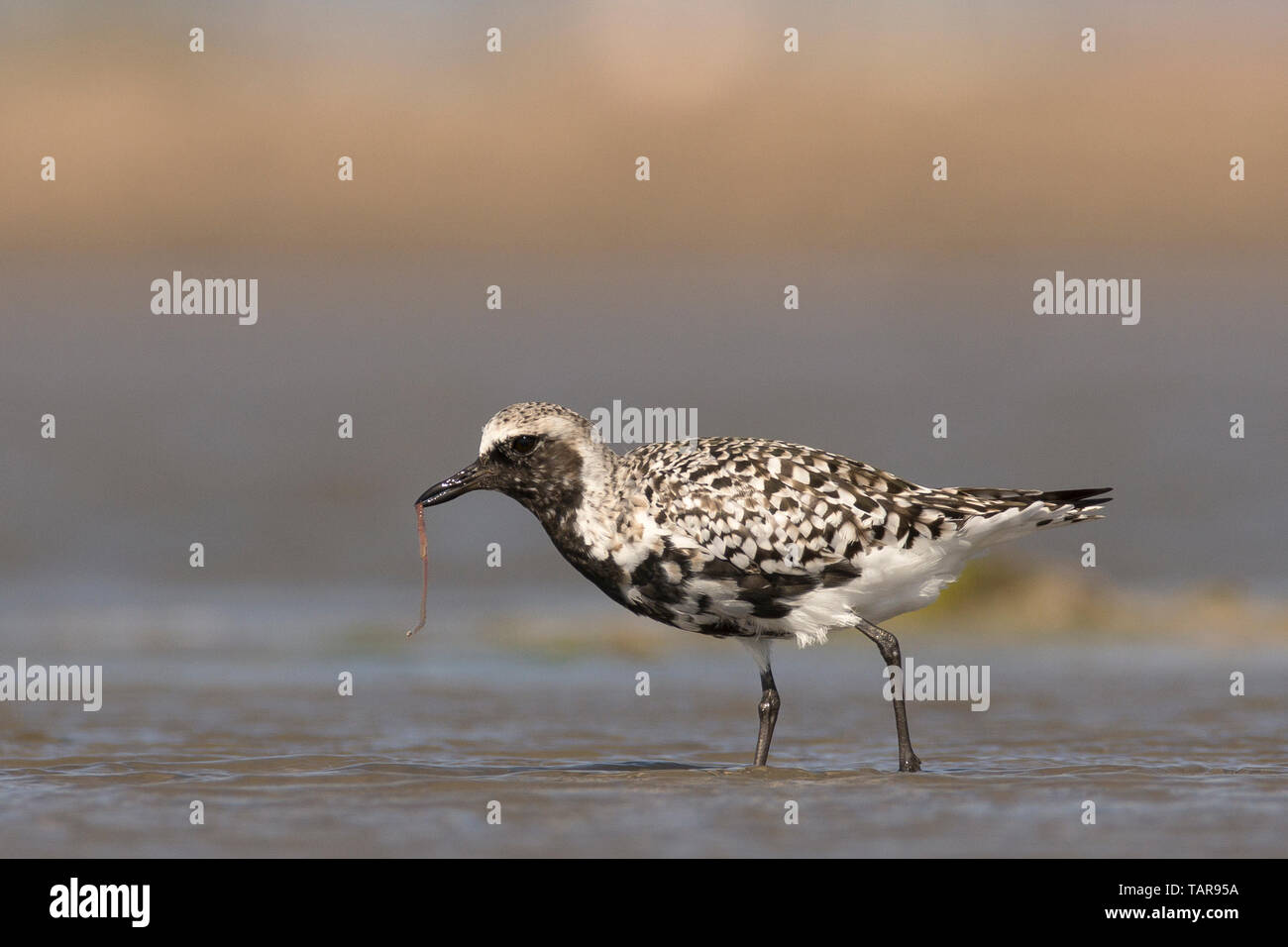 Plover grigio (Pluvialis squatarola) o Plover nero con verme a Jamnagar, Gujarat, India Foto Stock