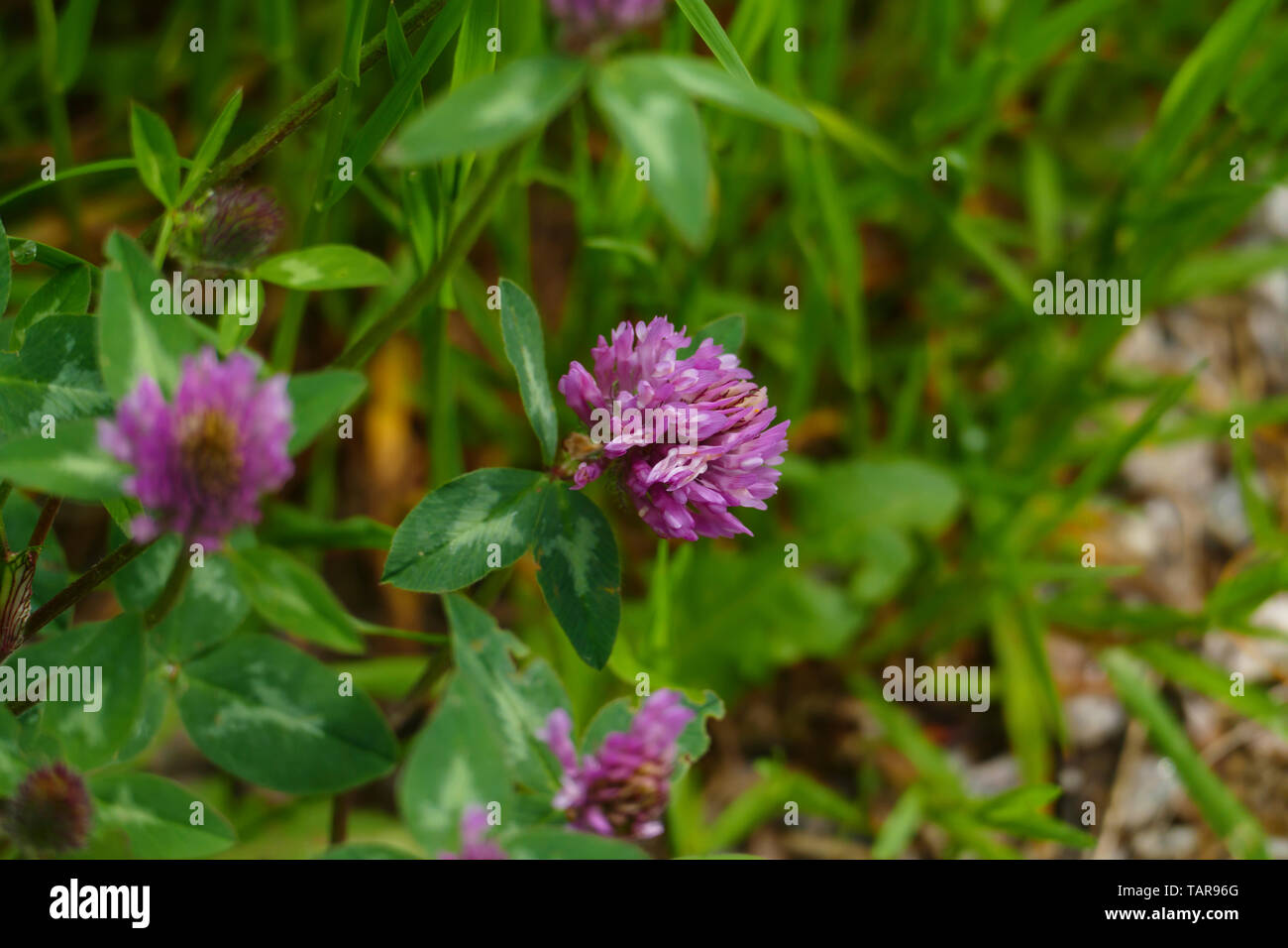 Roter Wiesen Klee Pflanze, mit lila, violett farbener Blüte und grünen Blättern, auf der Wiese Foto Stock